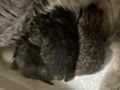 2007141.mov 2007141.mov
